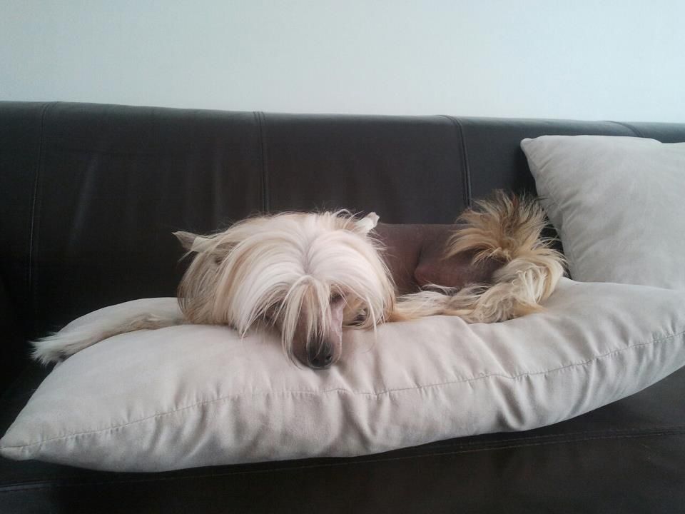 Dare to be Because i said so