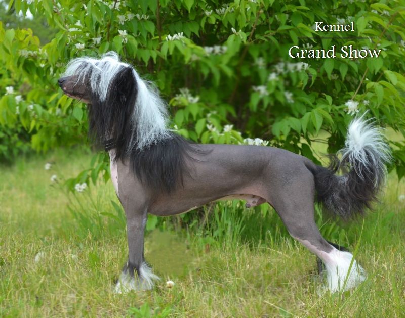 Grand Show Verner Kurazh