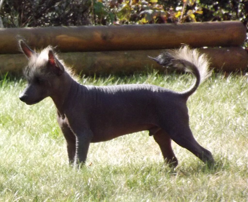 Gosha Du Jardin De Guanglying