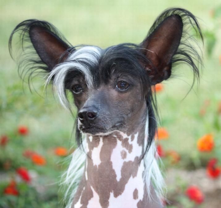 Kalypso's Watch me Wiggle