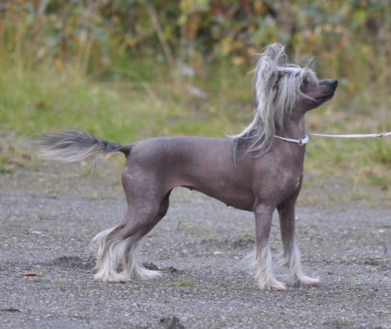 Rimabra's Cute N Cool