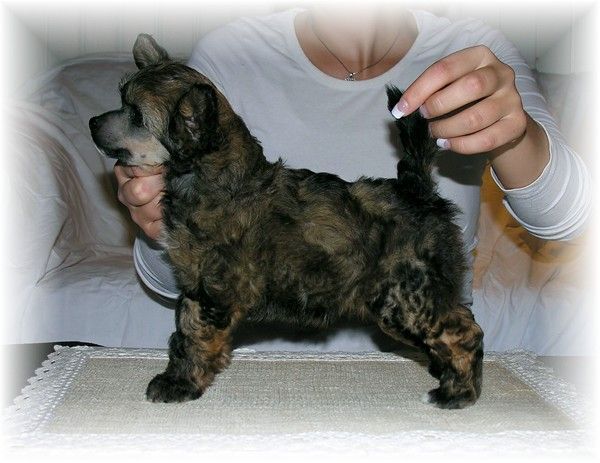 Rimabra's Leave It To Me