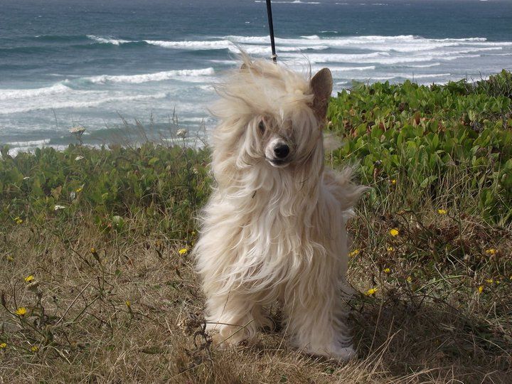 Rookey Hero's Puff Up The Volume At Azari