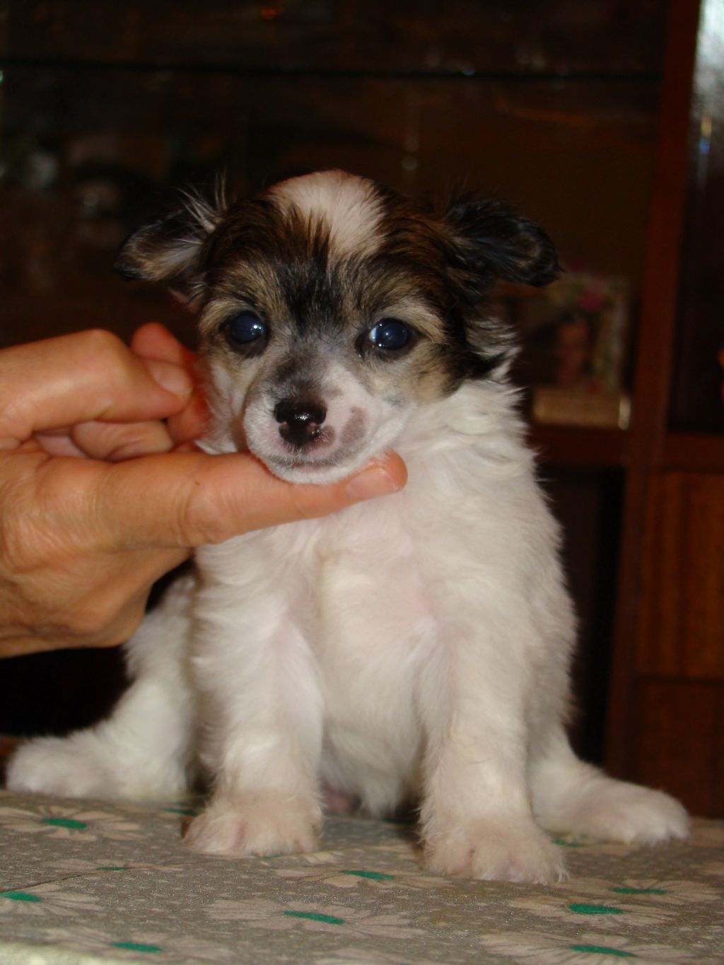 Kristal Yaniry Tu Va