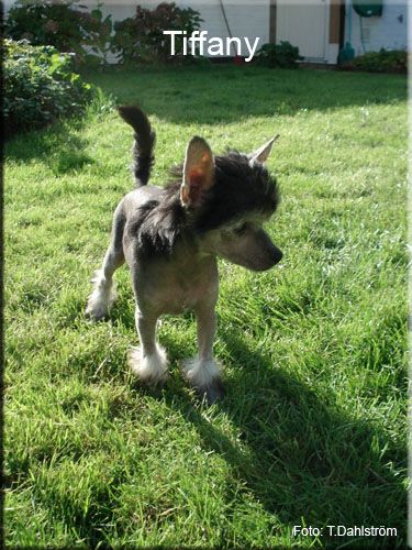 Yagudina's I will always Love You