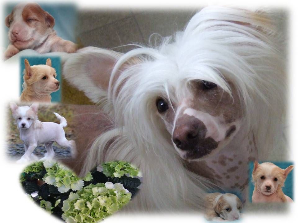 Artic Flyer's Carte D'Or