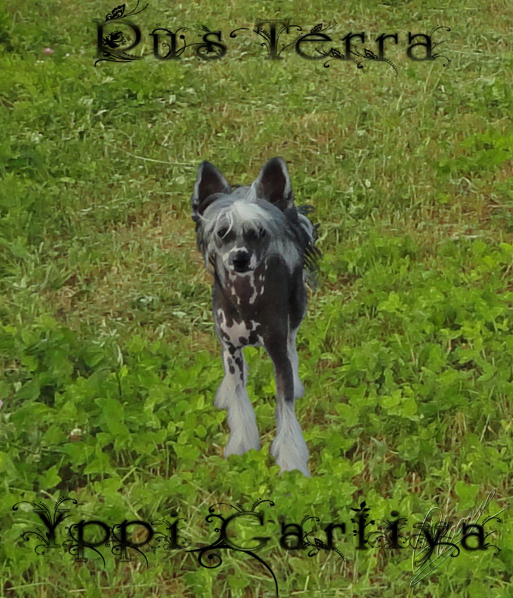 Rus Terra Yappi Garliya