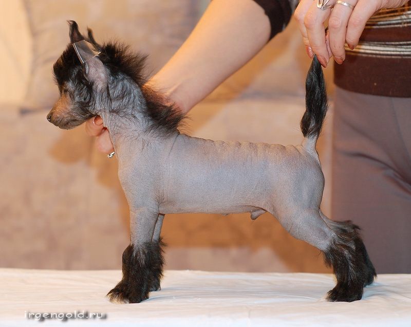 Irgen Gold  Peter Pan