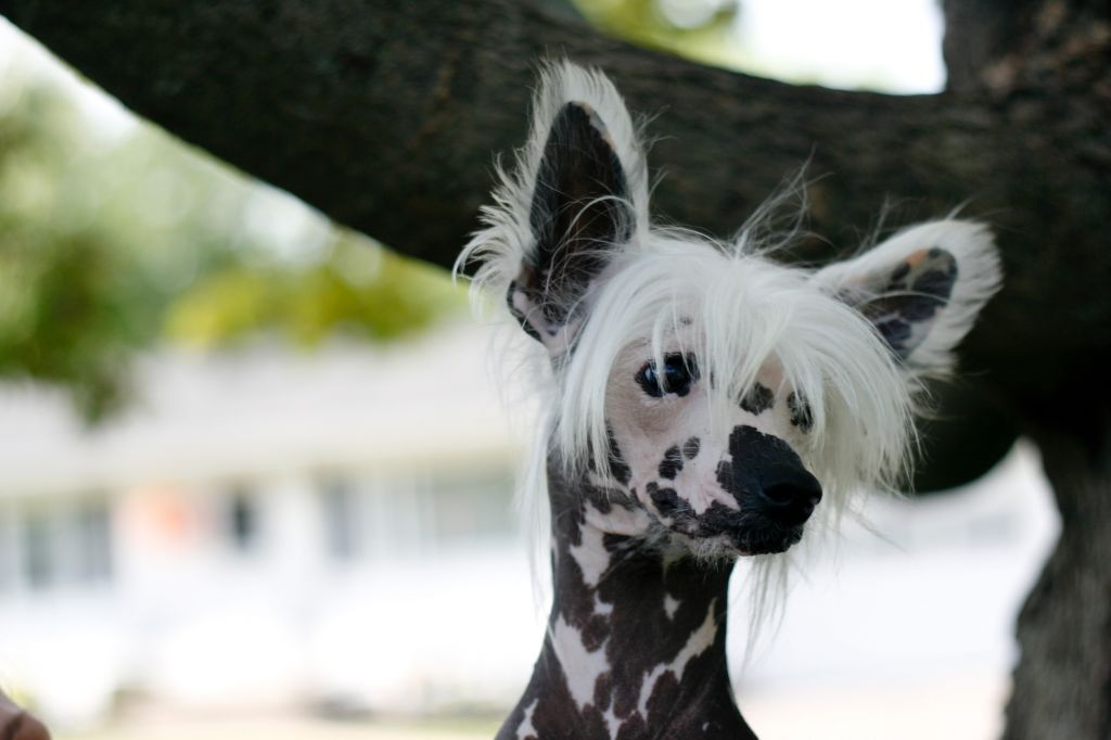 Kalypso's Abby Cadabby