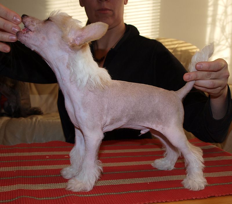 Crestwood Uuno Turhapuro