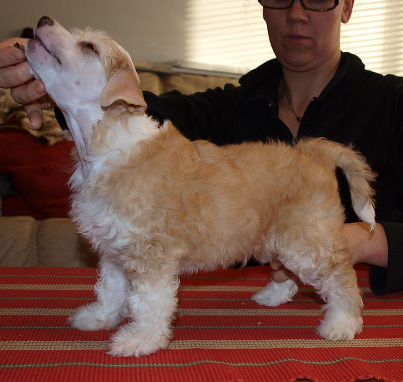 Crestwood Härski Hartikainen