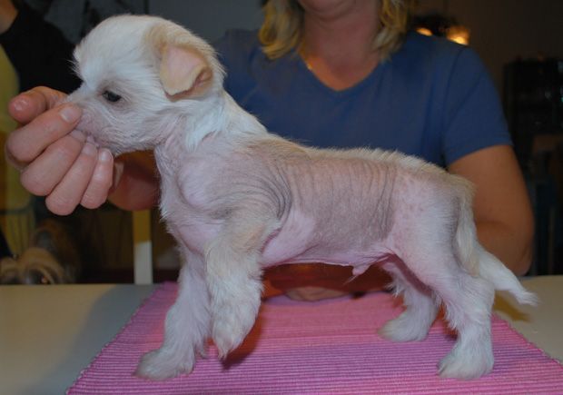 SandruS Diamonds Intense