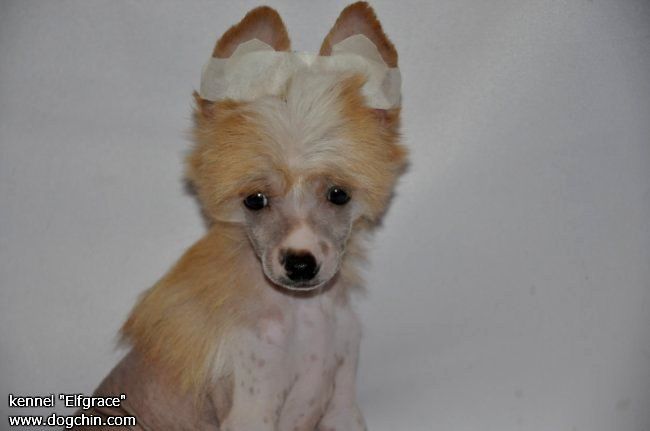 Elfgrace Zlata Laers