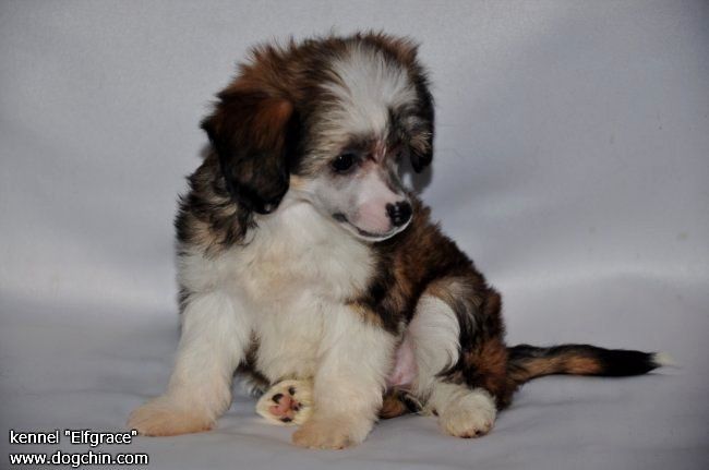 Elfgrace Zeya Best Oldgi