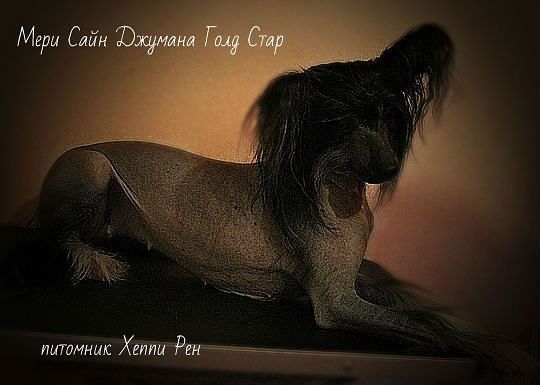 Meri Sain Djumana Gold Star