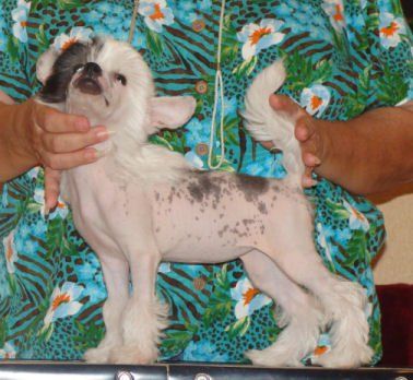 Cristalls-MyAngel Blondes Have More Fun