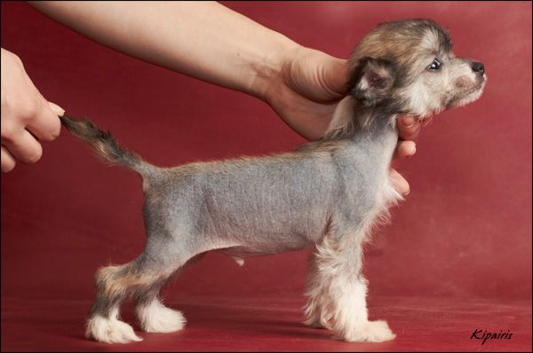 Shelcovij Shlejf  Volshebnik Volontyor