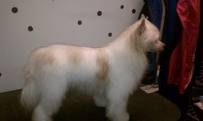 CedarFrost Run For The Roses