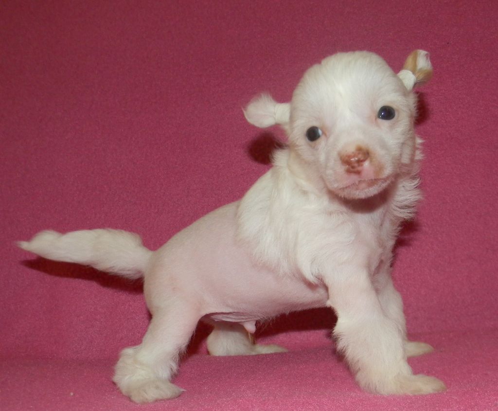 Ognenny Lotos Buffalo White