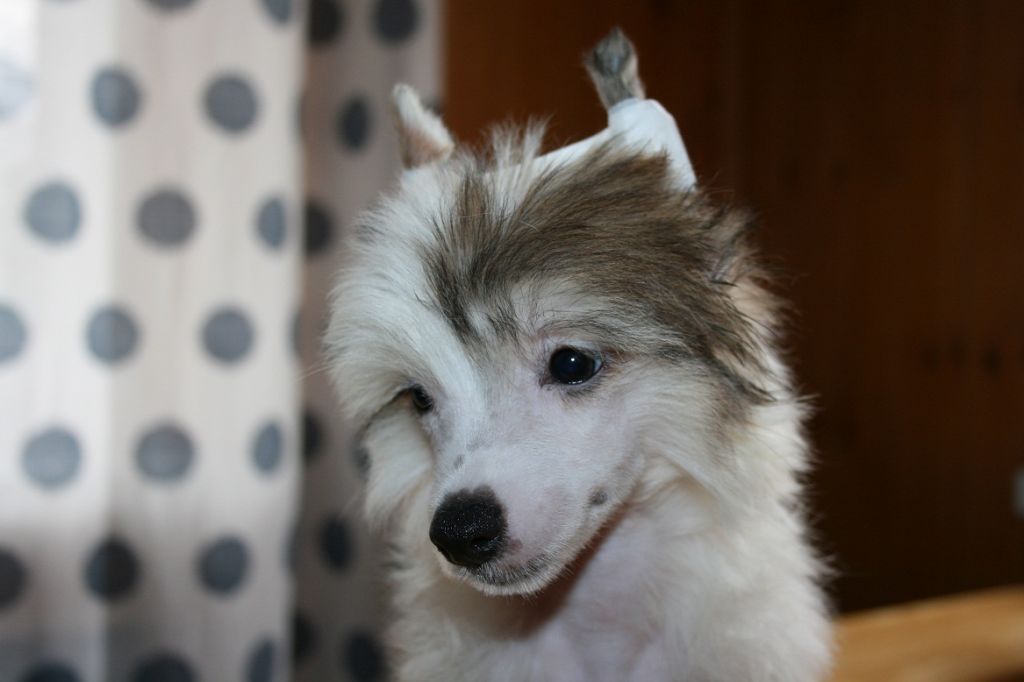 Bella Konstanta Ykatan