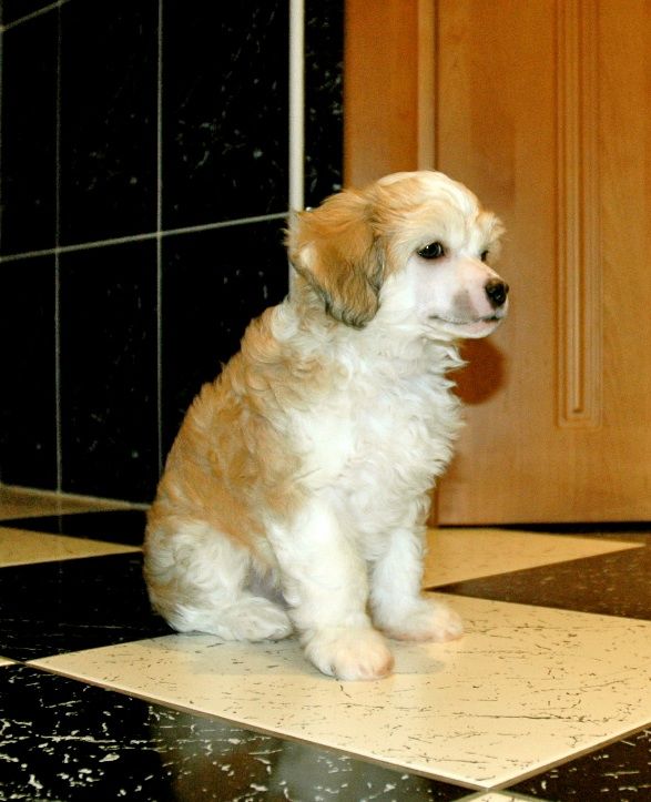 Shelcovij Shlejf  Gold Barney