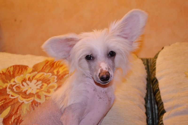 Grand Show Djordan Lewis