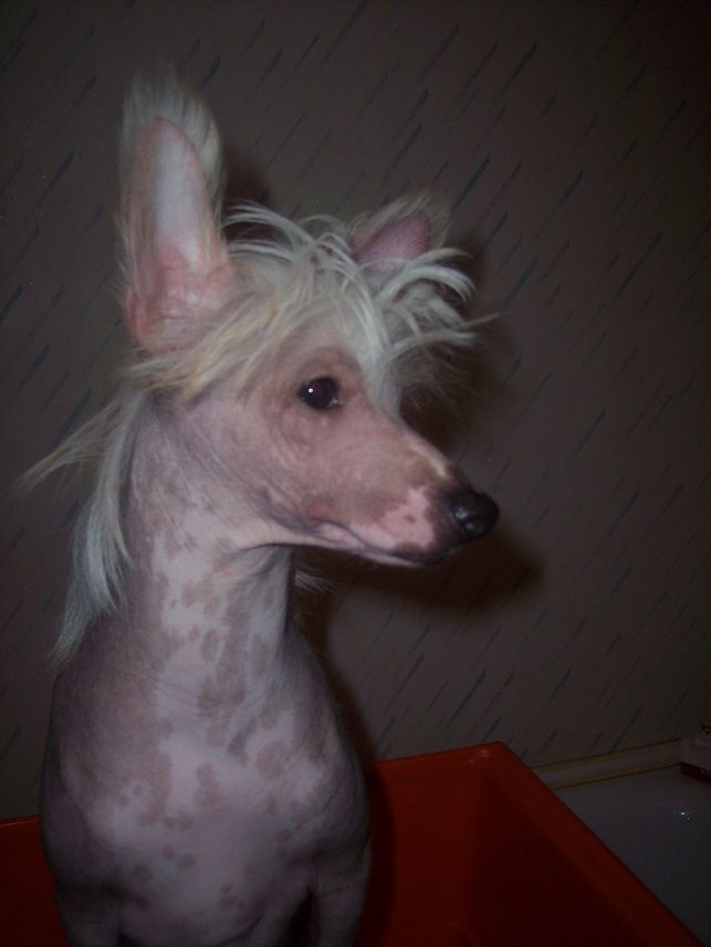 Swedish Delight of Roxy's Pride