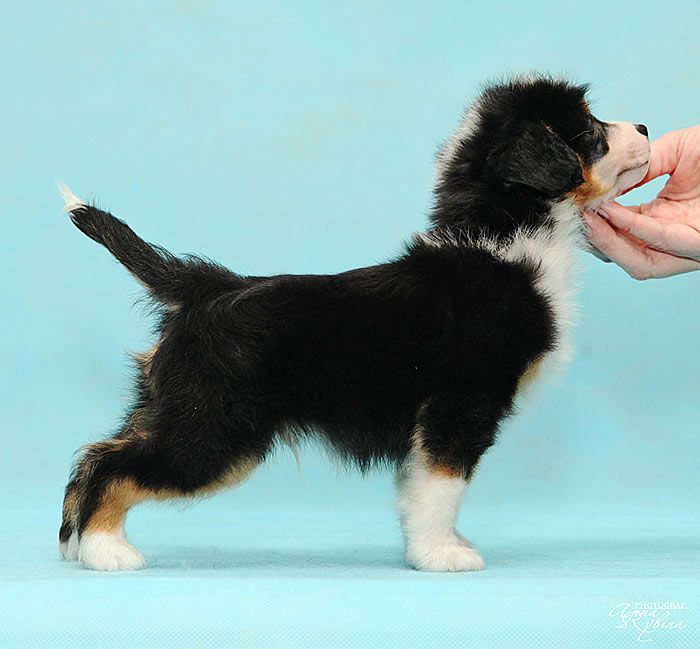 LoveMagic Italian Macho