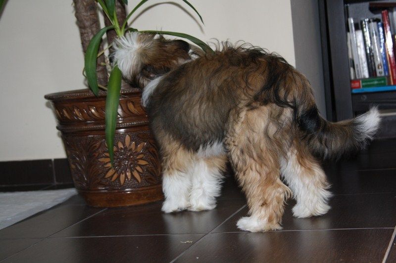 Gesztenye TORAL Di Rabozi