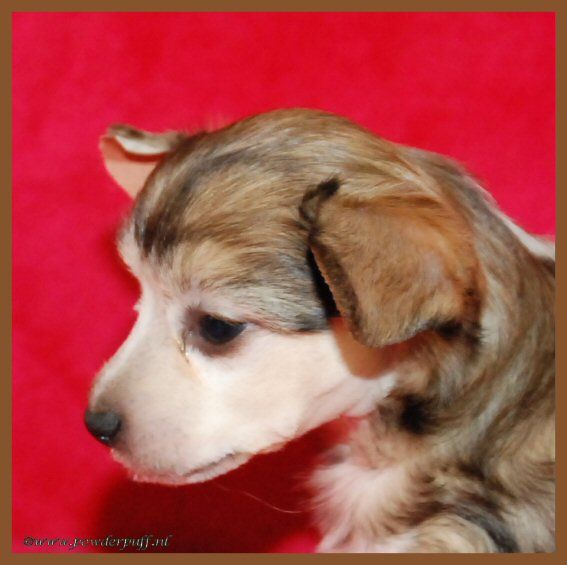 Music Maker of Roxy's Pride