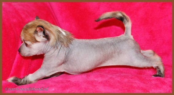 Mystery Match of Roxy's Pride