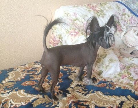 Sky Miracle Butterfly