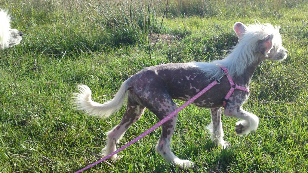 Saint Christopher's magic Sofia