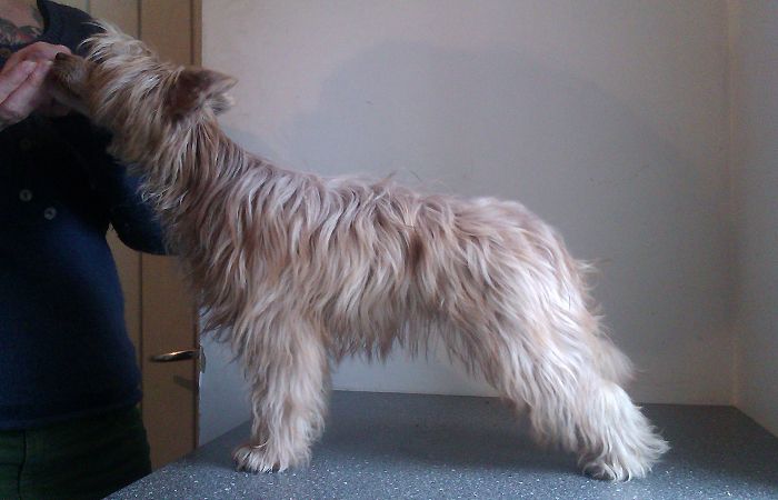 I Look To You of Roxy's Pride