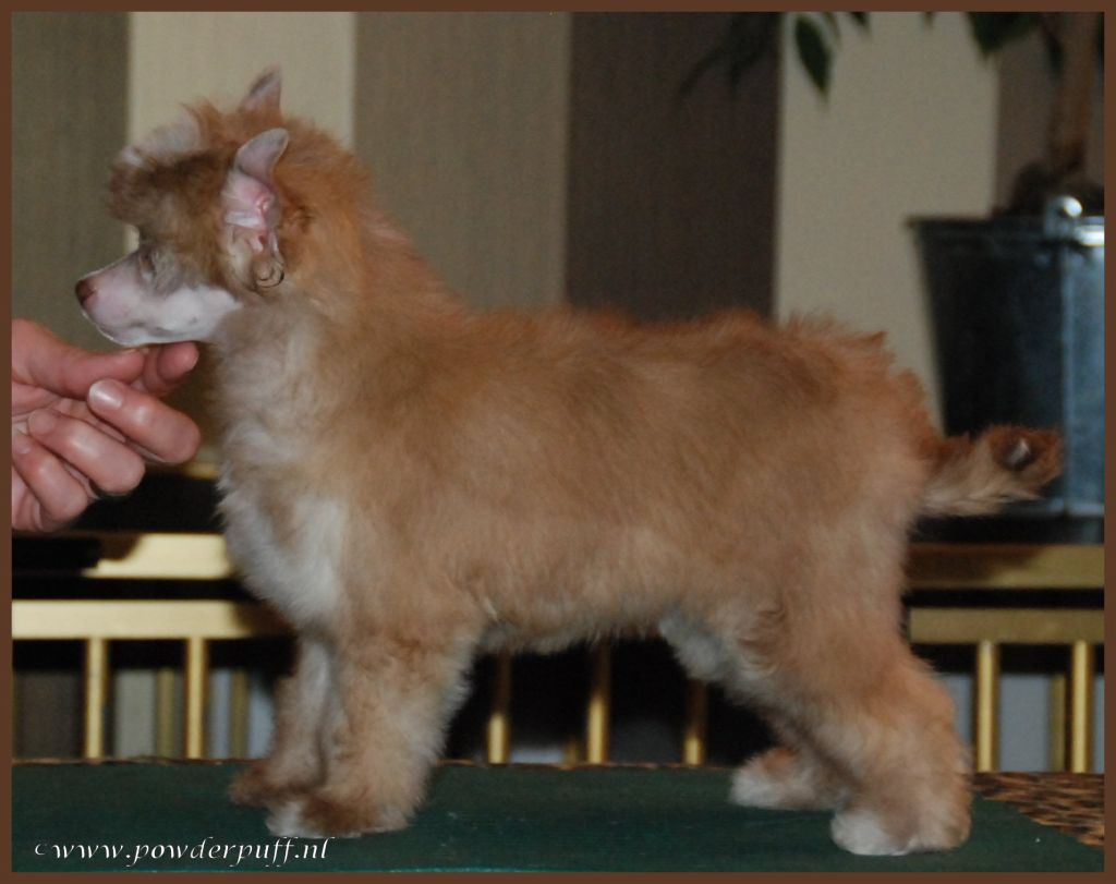 So Emotional of Roxy's Pride