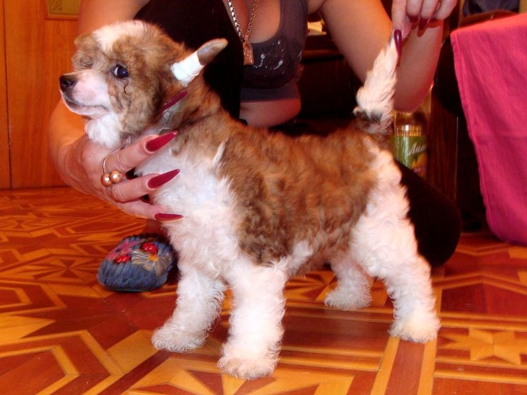 Euphoria Black of Channel