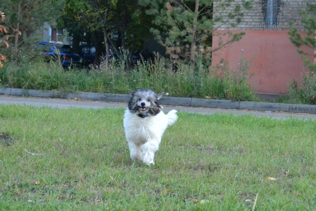 Nezhny Angel Arkansas Grand