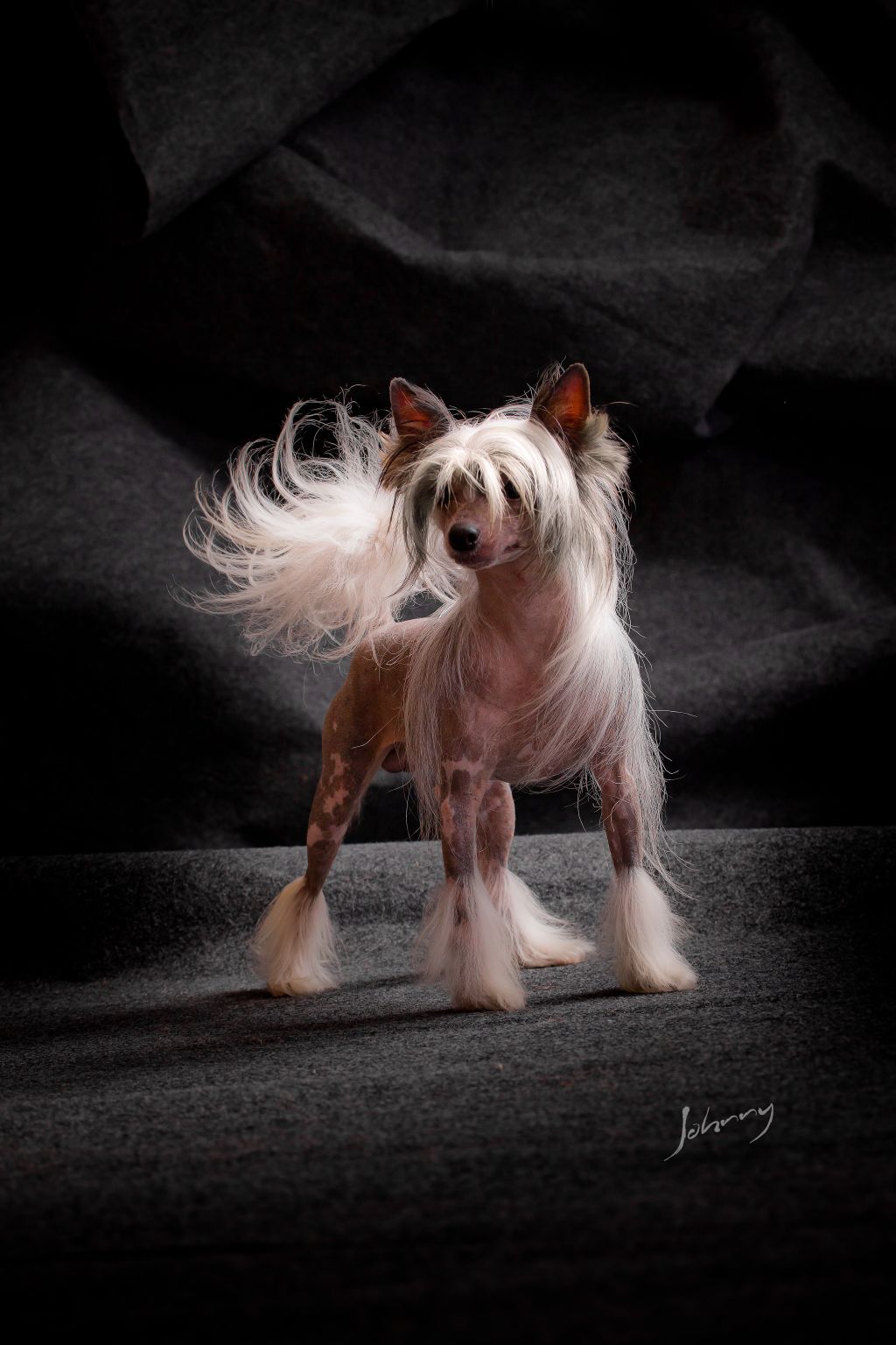 Hampton Court's Placido