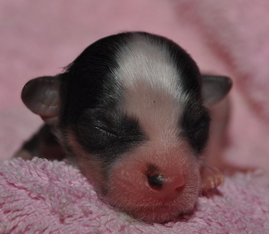 Artic Flyer's Dreams Come True