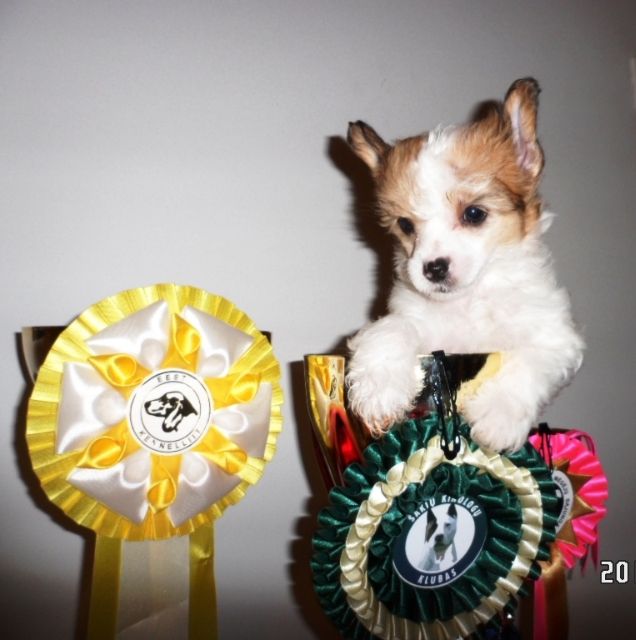 Scandinavian Beauty Magma