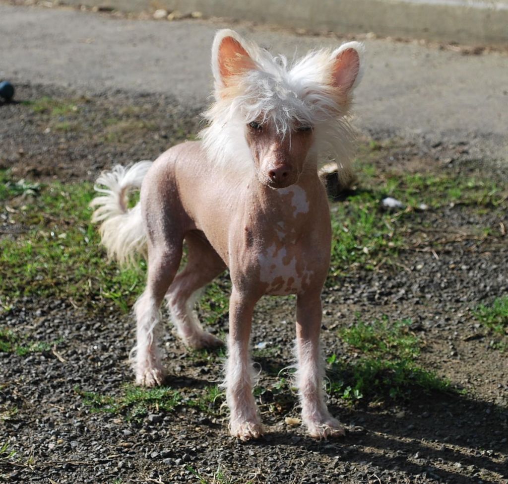 Mosaic Little Dog Of Dream Kaden