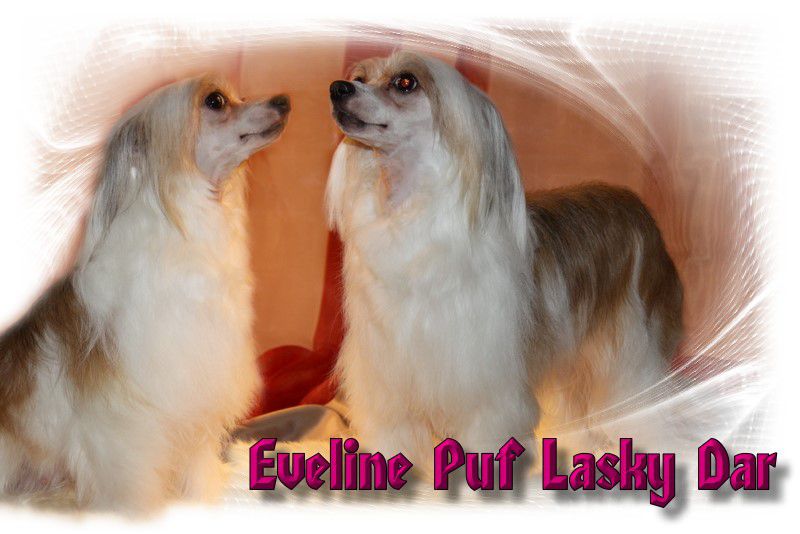 Eveline Puf Lasky Dar