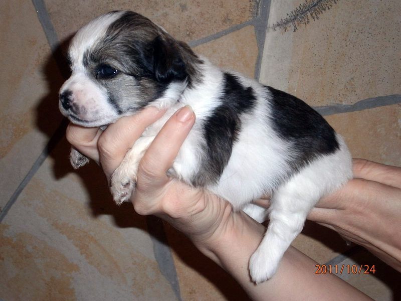 Cherry Brandy Mystic Fantastic