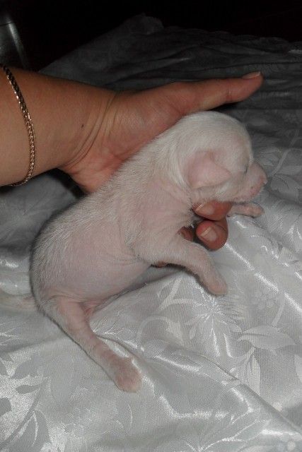 Cezariona Al Korazon 