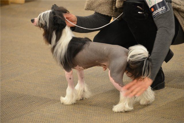 Ideal Exotic Dinaburg