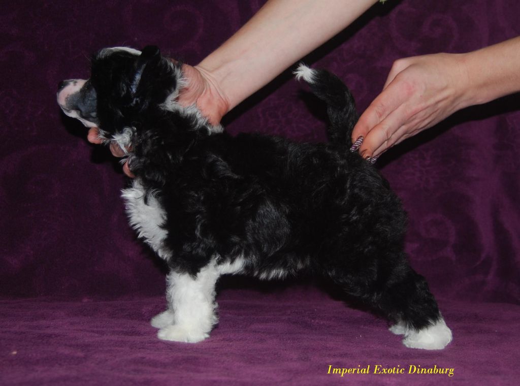 Imperial Exotic Dinaburg