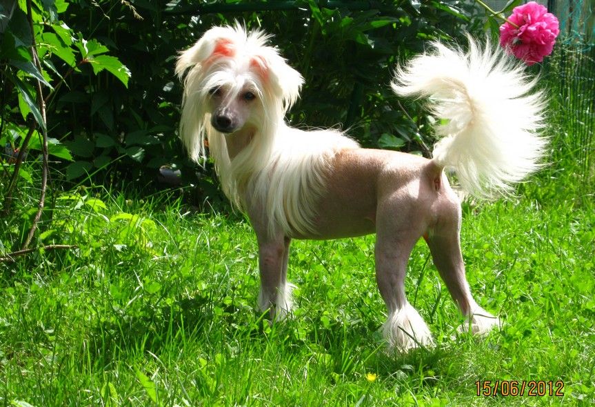 Perl Magic  Melodi of Love