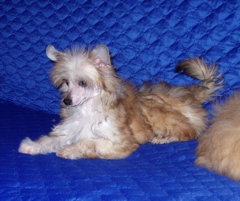 Perl Magic Mystery of the Moon 