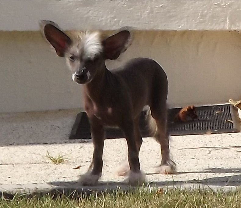 Geisha Du Jardin de Guanglying