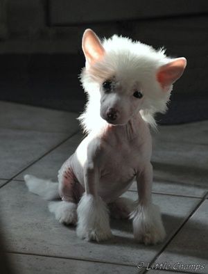 Groseille Little Champs